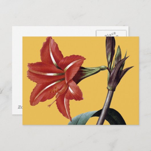 Carte Postale Amaryllis rayé (Devant / Derrière)