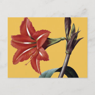 Carte Postale Amaryllis rayé
