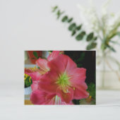 Carte Postale amaryllis rose (Debout devant)