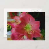 Carte Postale amaryllis rose (Devant / Derrière)