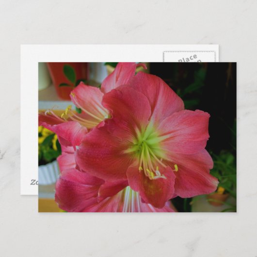 Carte Postale amaryllis rose (Devant / Derrière)