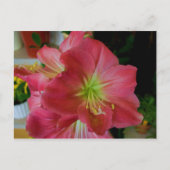 Carte Postale amaryllis rose (Devant)