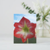 Carte Postale Amaryllis rouge et blanc MegaStar (Debout devant)