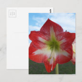 Carte Postale Amaryllis rouge et blanc MegaStar (Devant / Derrière)