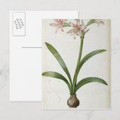 Carte Postale Amaryllis Vittata (Devant / Derrière)