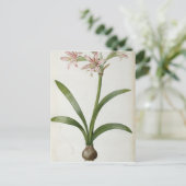 Carte Postale Amaryllis Vittata (Debout devant)