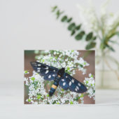 Carte Postale Amata phegea (Debout devant)