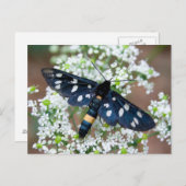 Carte Postale Amata phegea (Devant / Derrière)