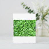 Carte Postale amateurs de laitue (Debout devant)