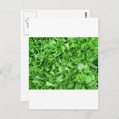 Carte Postale amateurs de laitue (Devant / Derrière)