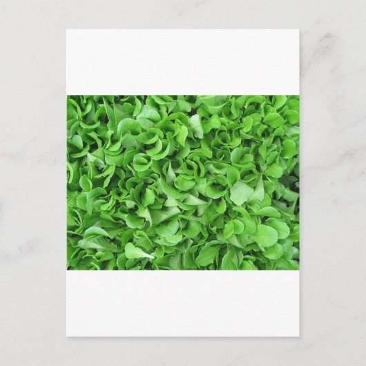 Carte Postale amateurs de laitue (Devant)
