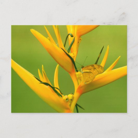 Carte Postale Amazon Humane Society : Amazon Nature Series (Devant)