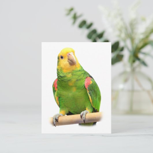 Carte Postale Amazone à tête jaune (Debout devant)