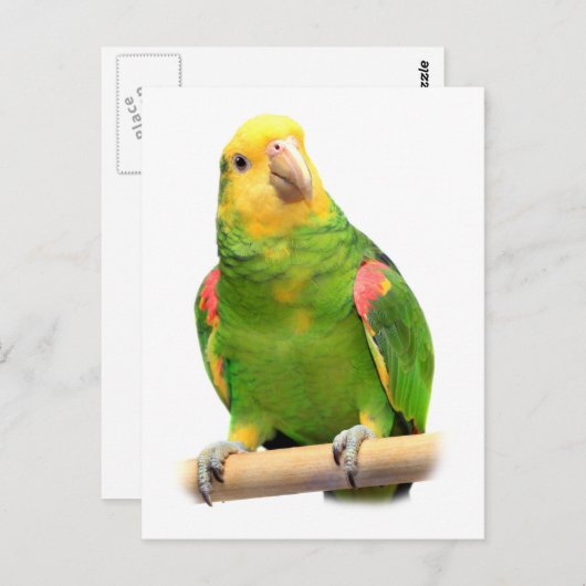 Carte Postale Amazone à tête jaune (Devant / Derrière)