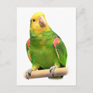 Carte Postale Amazone à tête jaune