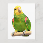 Carte Postale Amazone à tête jaune (Devant)