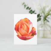Carte Postale Amber Sunblaze Rose miniature (Debout devant)