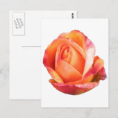 Carte Postale Amber Sunblaze Rose miniature (Devant / Derrière)