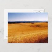 Carte postale Amber Waves (Devant / Derrière)