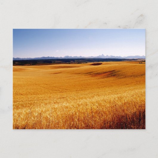 Carte postale Amber Waves (Devant)