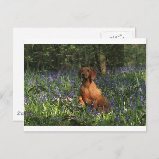 Carte Postale Ambre (Devant / Derrière)