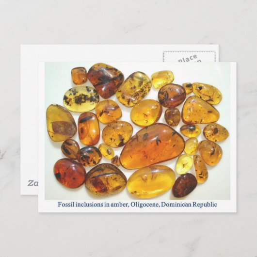 Carte Postale ambre dominicain avec diverses inclusions d'insect (Devant / Derrière)