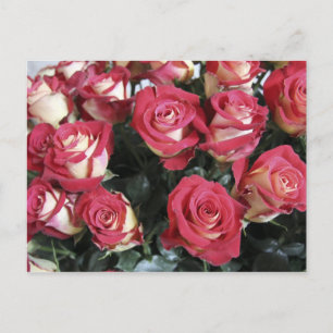 Carte Postale aménagement Sweetness Rose à Hacienda Compania