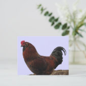 Carte Postale Ameraucana Rooster (Debout devant)