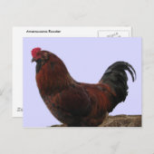 Carte Postale Ameraucana Rooster (Devant / Derrière)
