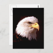Carte Postale Américain Eagle d'Eagle chauve (Devant / Derrière)