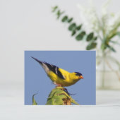 Carte Postale Américain Goldfinch (Debout devant)