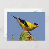 Carte Postale Américain Goldfinch (Devant / Derrière)