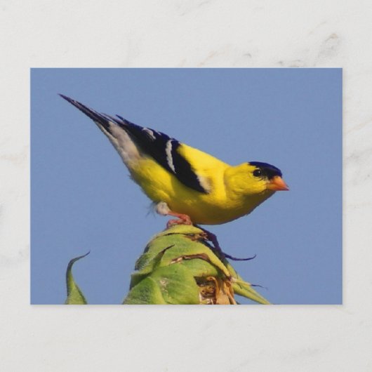 Carte Postale Américain Goldfinch (Devant)