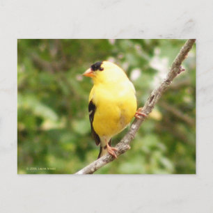 Carte Postale Américain Goldfinch