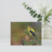 Carte Postale Américain Goldfinch (Debout devant)