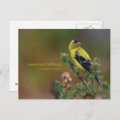 Carte Postale Américain Goldfinch (Devant / Derrière)