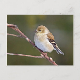 Carte Postale Américain Goldfinch
