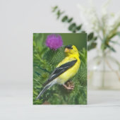 Carte Postale Américain Goldfinch (Debout devant)
