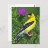 Carte Postale Américain Goldfinch (Devant / Derrière)