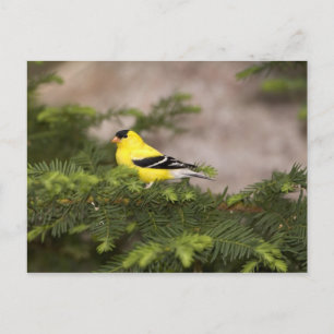Carte Postale Américain Goldfinch mâle dans un arbre