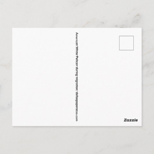 Carte Postale Américain Pélican blanc en migration (Dos)