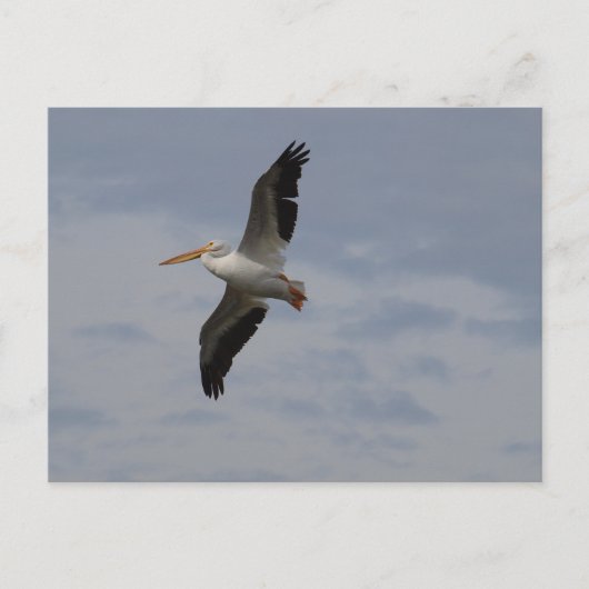 Carte Postale Américain Pélican blanc en migration (Devant)