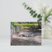 carte postale américaine alligator (Debout devant)