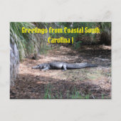 carte postale américaine alligator (Devant)