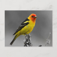 Carte postale américaine d'oiseau chanteur