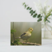 Carte postale américaine Goldfinch (Debout devant)
