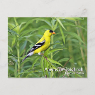 Carte postale américaine Goldfinch