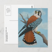 Carte postale américaine Kestrel (Devant / Derrière)
