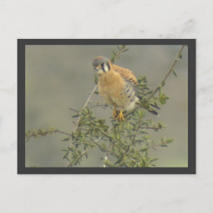 Carte postale américaine Kestrel