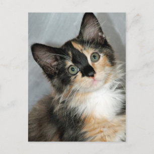 Carte postale américaine Longhair Calico Kitten